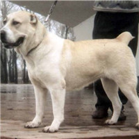 中亚牧羊犬毛发