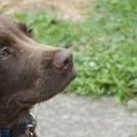 美国水猎犬鼻子