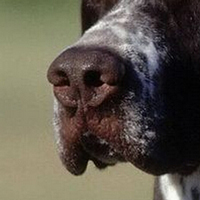 英国指示犬鼻子