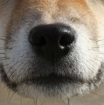 柴犬鼻子