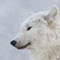 北海道犬鼻子