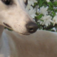 惠比特犬鼻子