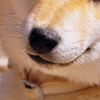 秋田犬鼻子