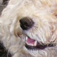 波利犬鼻子