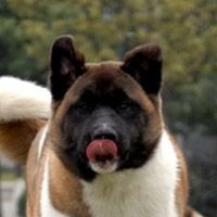 美国秋田犬鼻子