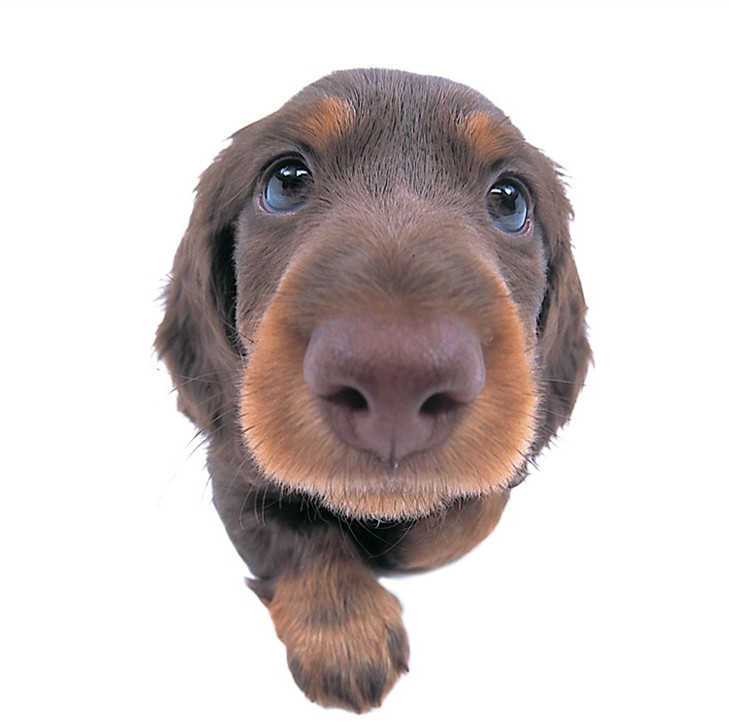 腊肠犬鼻子