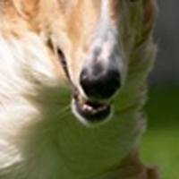 苏俄猎狼犬鼻子