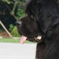 纽芬兰犬鼻子