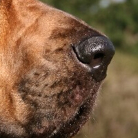 寻血猎犬鼻子