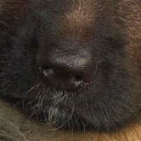 德国牧羊犬鼻子