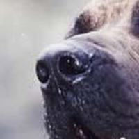巴西獒犬鼻子