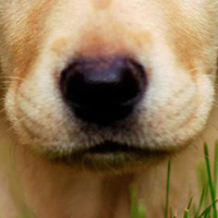 拉布拉多犬鼻子