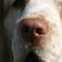 克伦勃猎犬鼻子