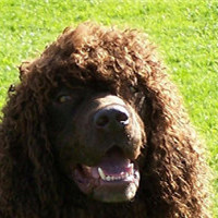 爱尔兰水犬鼻子