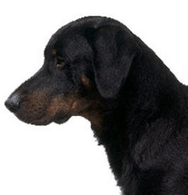 法国狼犬鼻子