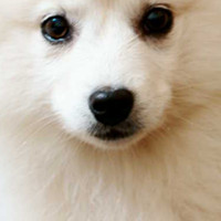 银狐犬鼻子