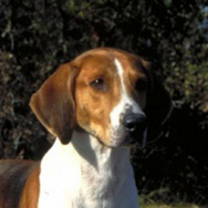 美国猎狐犬鼻子