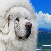 藏獒鼻子