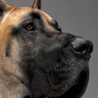 大丹犬鼻子