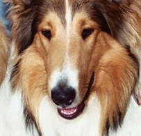 苏牧犬鼻子