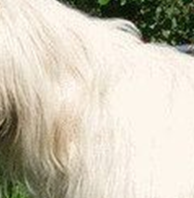 南俄罗斯牧羊犬颈部