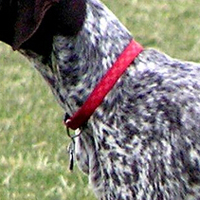 英国指示犬颈部