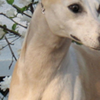 惠比特犬颈部