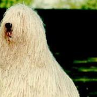 可蒙犬颈部