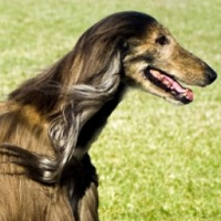 阿富汗猎犬颈部