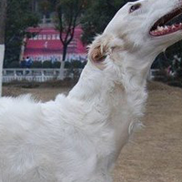 苏俄猎狼犬颈部