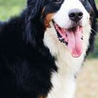伯恩山犬颈部