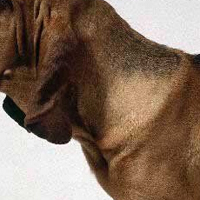 寻血猎犬颈部