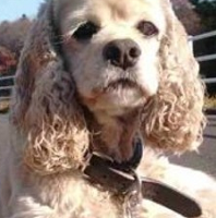 可卡犬颈部
