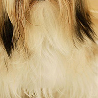 西施犬颈部