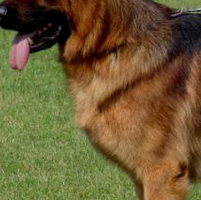 德国牧羊犬颈部