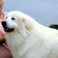 大白熊犬颈部