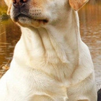 拉布拉多犬颈部
