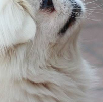 北京犬颈部