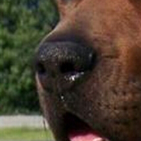 土佐犬鼻子