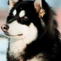 阿拉斯加雪撬犬颈部