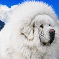 藏獒颈部