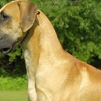 大丹犬颈部