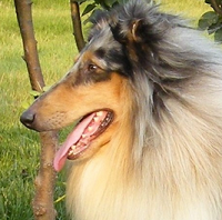 苏牧犬颈部