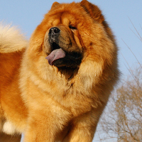 松狮犬颈部