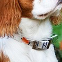查理王骑士猎犬颈部