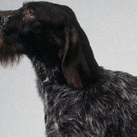 德国硬毛指示犬颈部