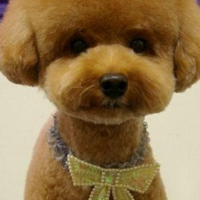 迷你贵宾犬颈部