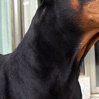 杜宾犬颈部