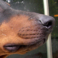 杜宾犬鼻子