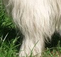 南俄罗斯牧羊犬前驱